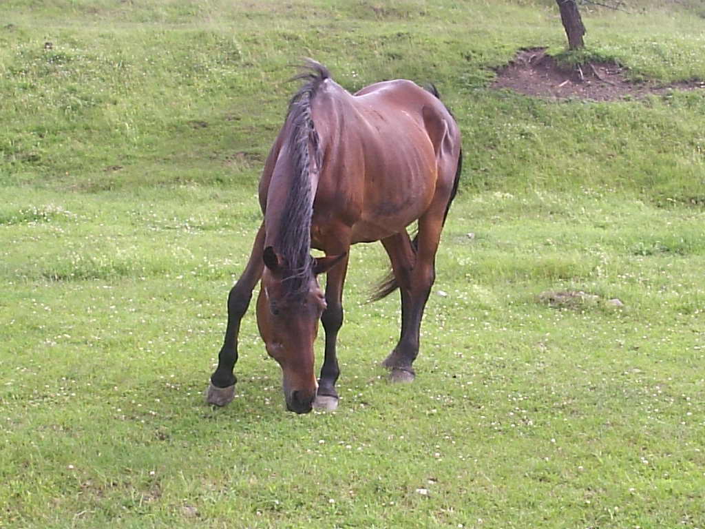 KAčka