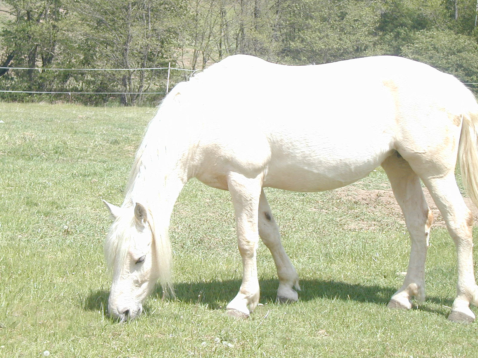Barčula
