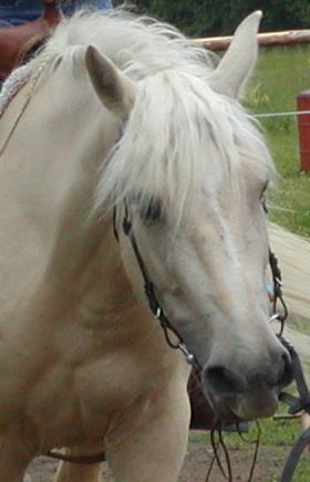 Bára